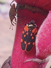 Mahanarva costaricensis image