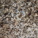 Tetramorium depressum