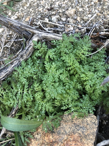 Spotted Hideseed foliage