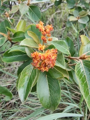 Byrsonima crassifolia image