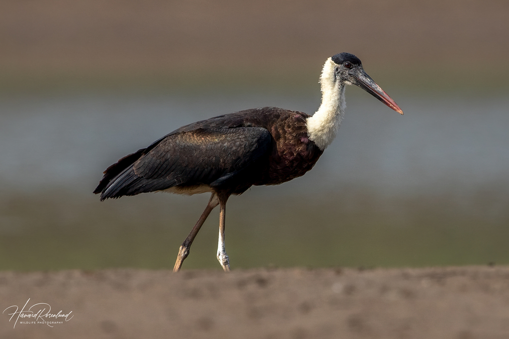 Asian Woolly-necked Stork (Ciconia episcopus) photo