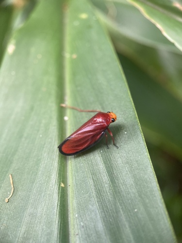 Amberana marginata
