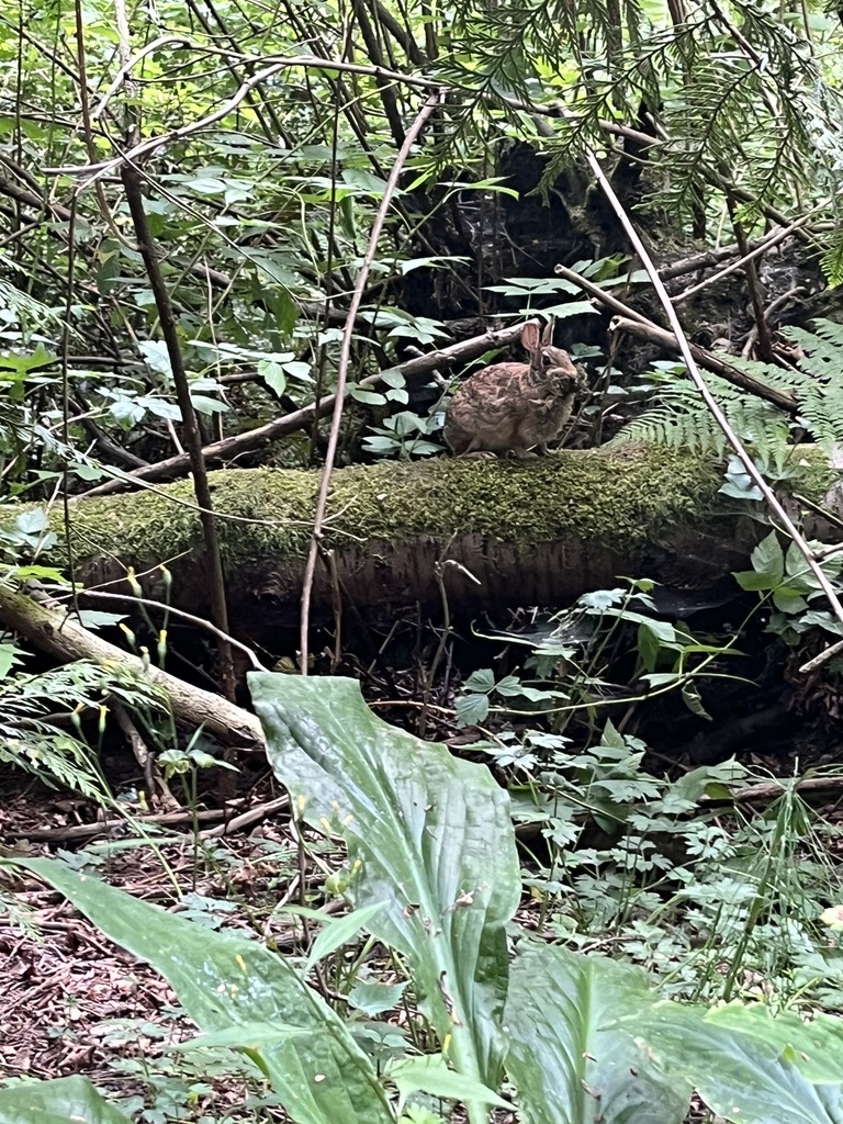 Eastern Cottontail from Ravenna Park, Seattle, WA, US on July 8, 2023