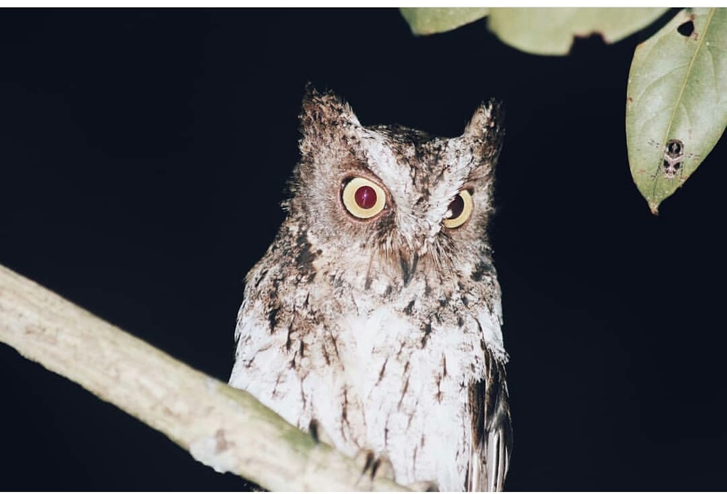 Sulawesi Scops-Owl from Unnamed Road, Tondo, Palu Tim., Kota Palu ...