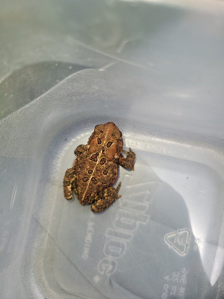 American Toad from Columbus, MN, USA on July 8, 2023 at 02:51 PM by ...