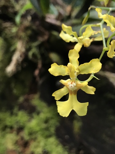 Obryzatoides Orchid