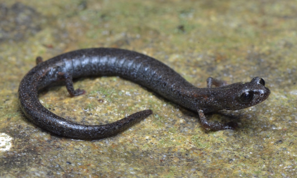 Lesser Slender Salamander