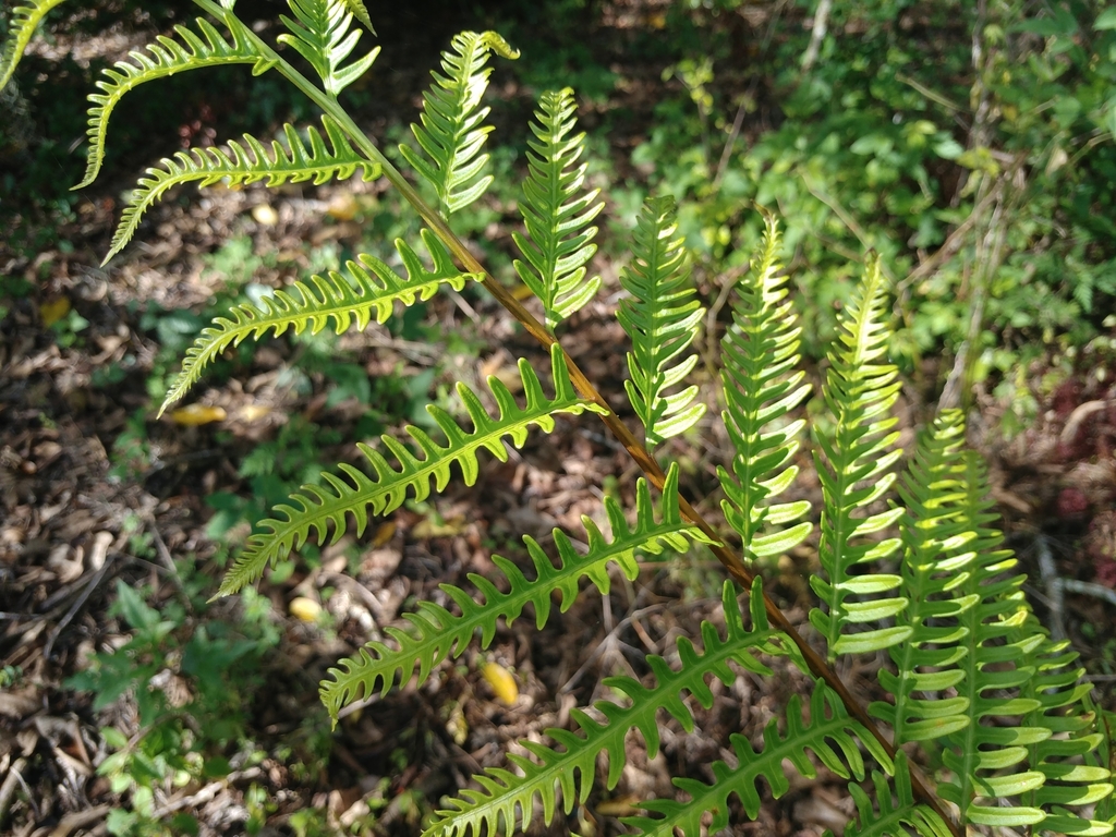 Giant Brake from Boca Raton, FL 33498, USA on July 8, 2023 at 0953 AM