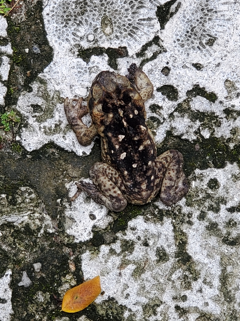 Cane Toad from East Naples, Naples, FL, USA on July 8, 2023 at 1032 AM by Chris Abbuhl