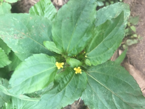 Nodeweed
