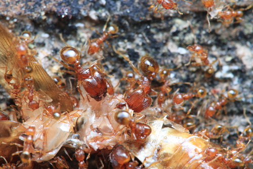 阿伦大头蚁Pheidole allani