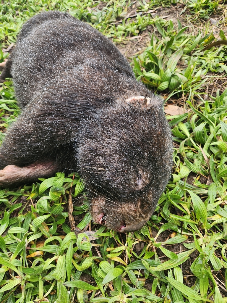 bare-nosed-wombat-from-strath-creek-vic-3658-australia-on-july-9-2023
