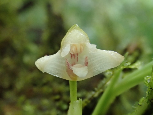 Maxillaria angustissima
