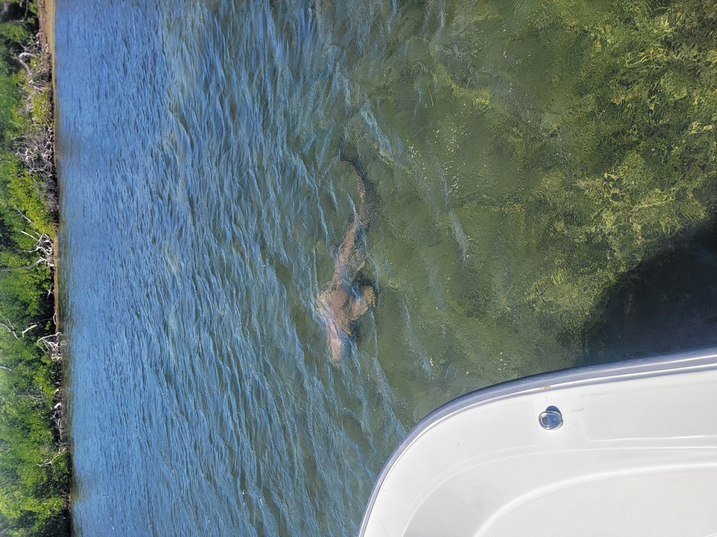 Nurse Shark