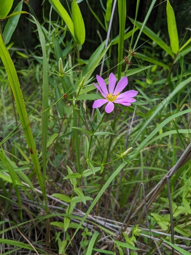 Sabatia dodecandra var. dodecandra