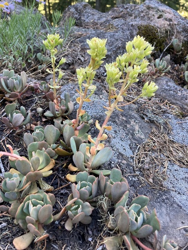Sedum oregonense