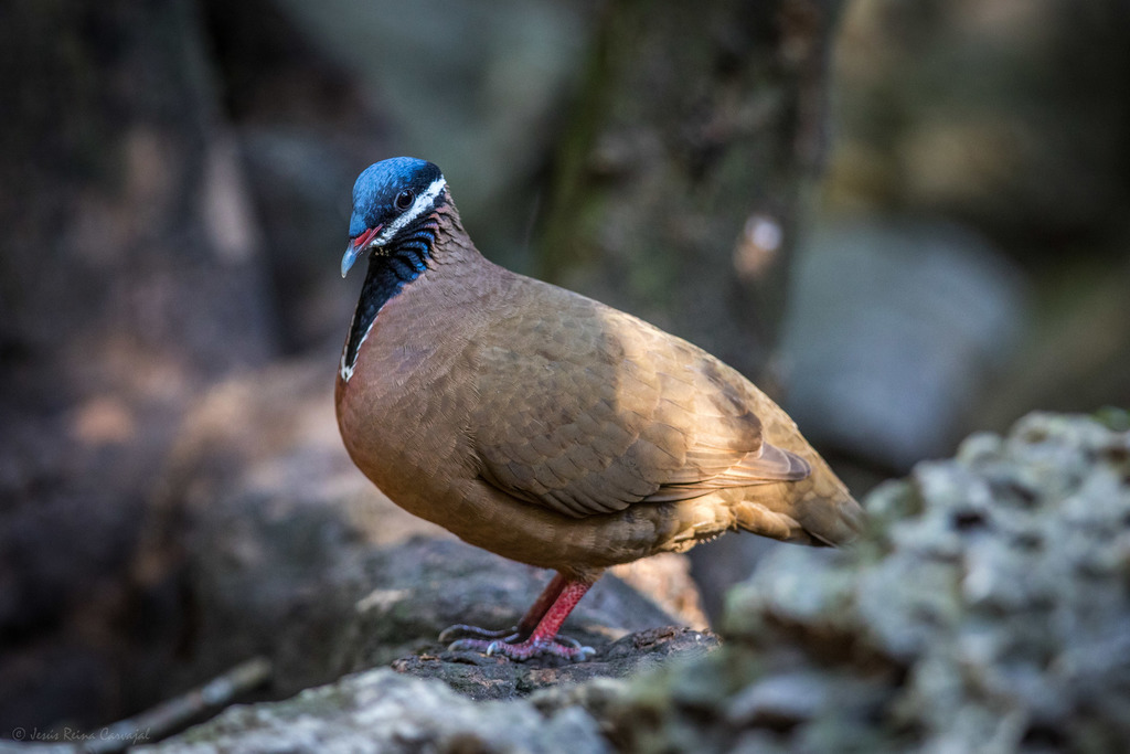 Blue-headed Quail-Dove (Starnoenas cyanocephala) photo