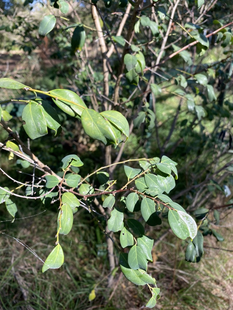 coffee bush from Balls Head Reserve, Waverton, NSW, AU on July 9, 2023