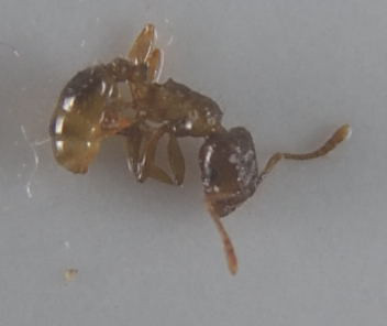 Tetramorium depressumTetramorium depressum