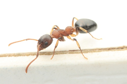 大吉臭蚁Dolichoderus dajiensis