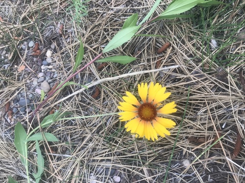 iNaturalist observation 2023-07-08