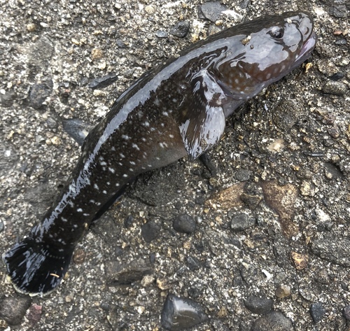 Chaenogobius gulosus