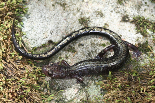 Peaks of Otter Salamander