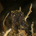 Observation photo