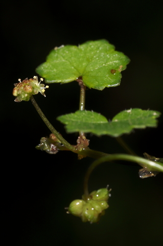 Hydrocotyle hirta R.Br. ex A.Rich.