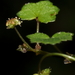 Hydrocotyle hirta - Photo (c) pennywort_man, todos los derechos reservados, subido por pennywort_man