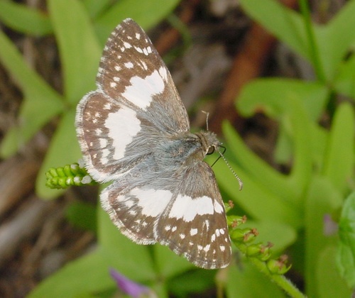 Erichson's White-Skipper