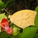 Mariposa de Puntas Naranjas - Photo (c) Steven Daniel, todos los derechos reservados, uploaded by Steven Daniel