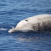 柯氏喙鯨 - Photo 由 Matteo Brambilla 所上傳的 (c) Matteo Brambilla，保留所有權利