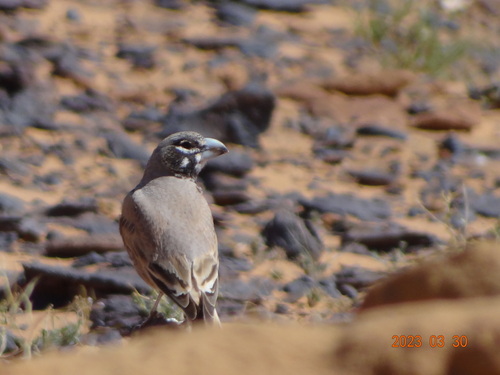 Thick-billed Lark