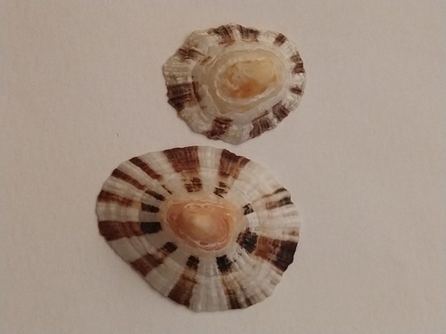 China Limpet