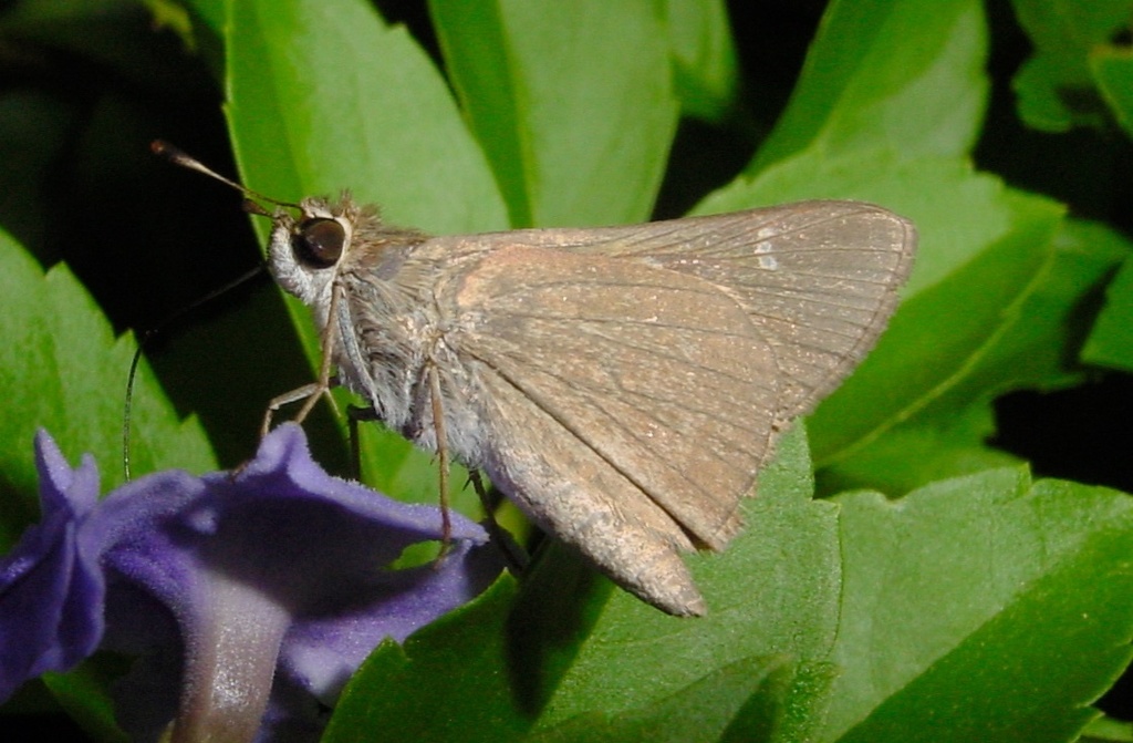 Eufala skipper butterfly