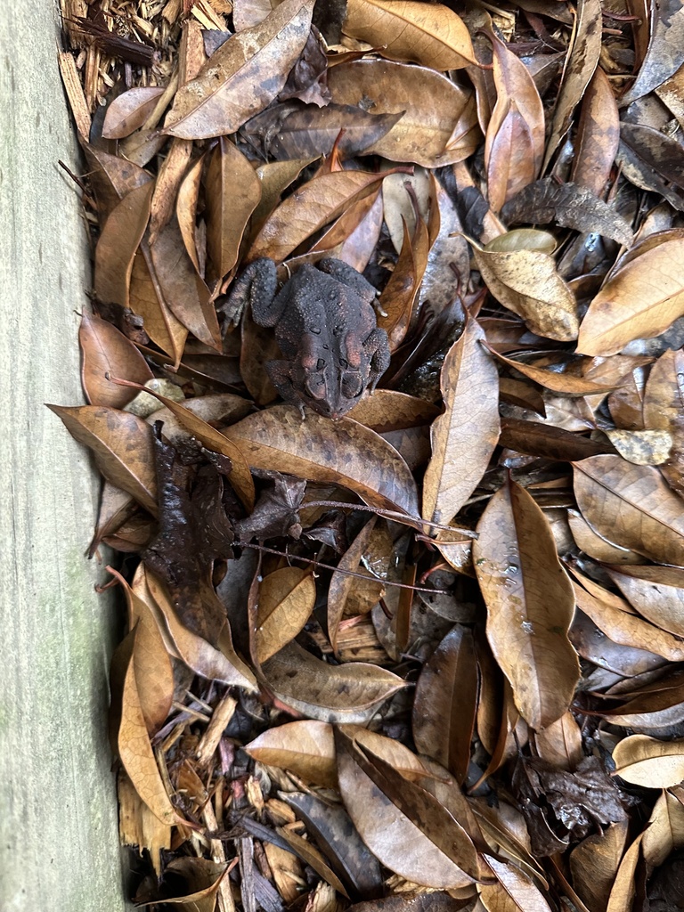 North American Toads from W Lake Rd, Apex, NC, US on July 9, 2023 at 07 ...