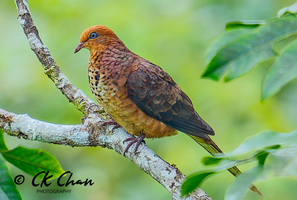 Little Cuckoo-Dove photo