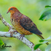 Little Cuckoo-Dove - Photo (c) Chan Chee Keong, all rights reserved, uploaded by Chan Chee Keong