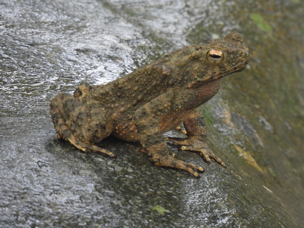 River Toad in July 2023 by Chris Patterson · iNaturalist