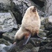 Antarctic Fur Seal - Photo (c) kyanite12, all rights reserved