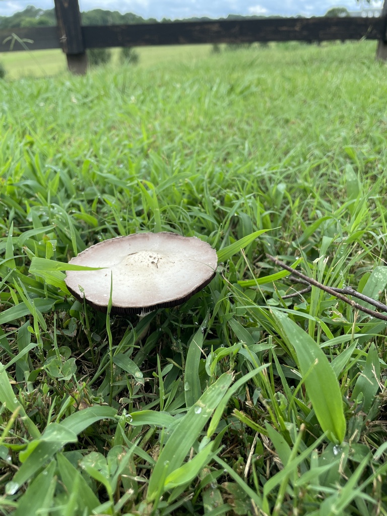 Magic Mushroom from Reynolds Bend Rd SE, Rome, GA, US on July 9, 2023