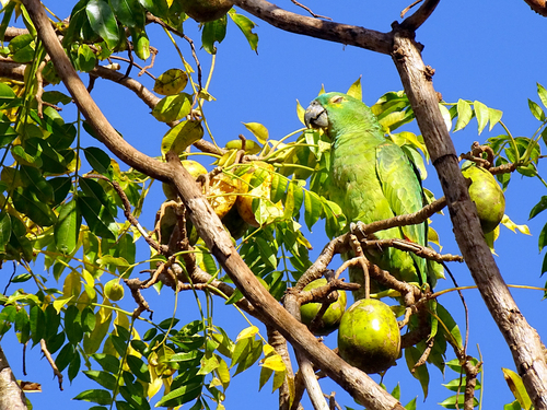 Turquoise-fronted Amazon