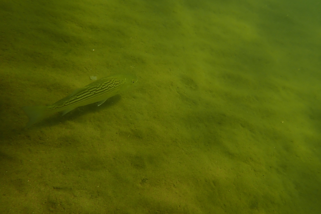 striped-bass-in-july-2023-by-brendan-inaturalist