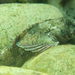 Giant Triplefin - Photo (c) Albeer, all rights reserved, uploaded by Albeer
