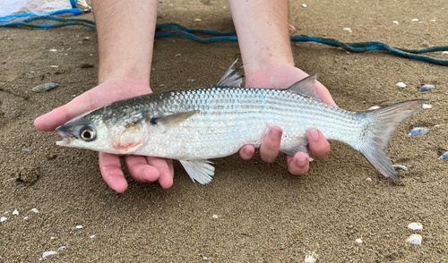 Thinlip Mullet