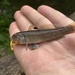 Caspian Round Goby - Photo (c) Сергей Сосенушкин, all rights reserved, uploaded by Сергей Сосенушкин