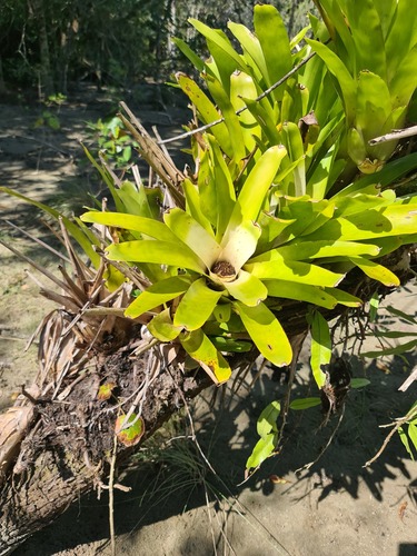 Neoregelia nivea