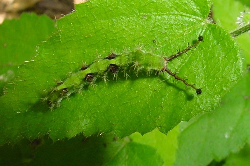 Common Mestra