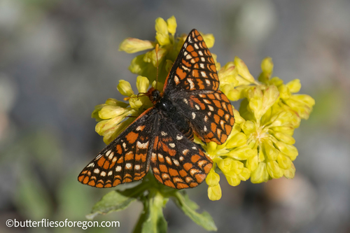 Edith's Checkerspot